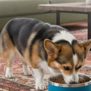 Summit Puzzle Stainless Steel Dog Bowl, 64 oz